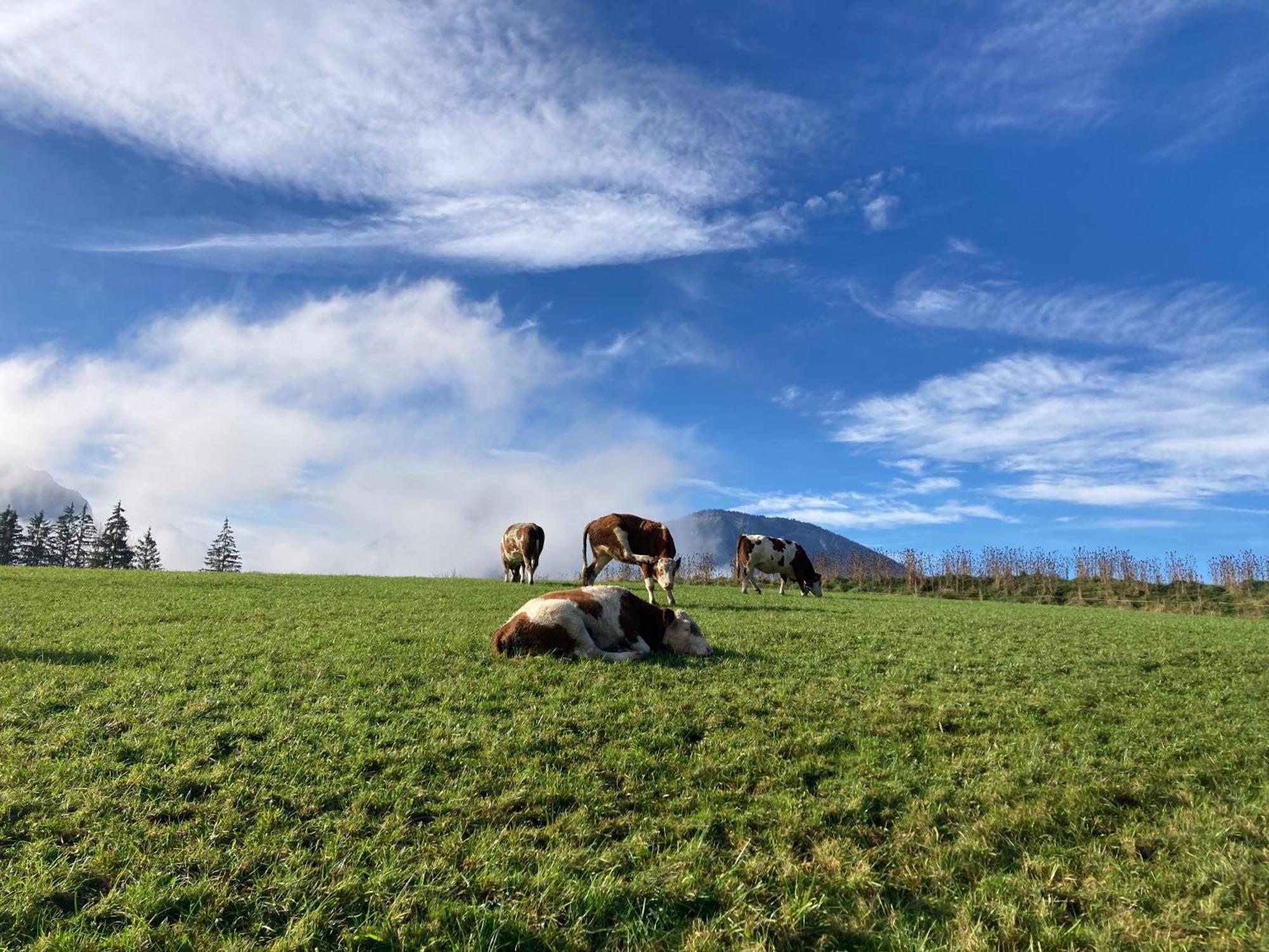 Vila Weinbachbauer - Urlaub Am Bauernhof Saint Wolfgang Exteriér fotografie